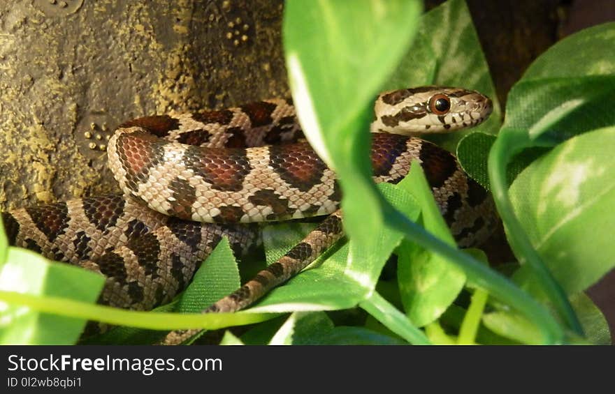 Snake, Reptile, Scaled Reptile, Terrestrial Animal