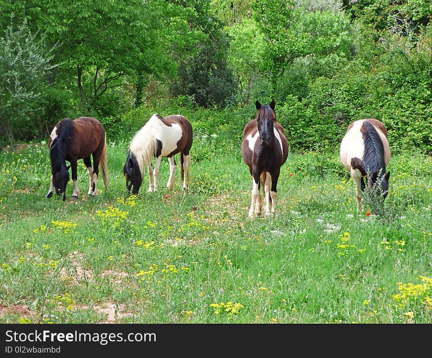 Horse, Pasture, Grazing, Grassland