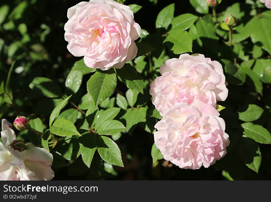 Flower, Rose, Rose Family, Plant