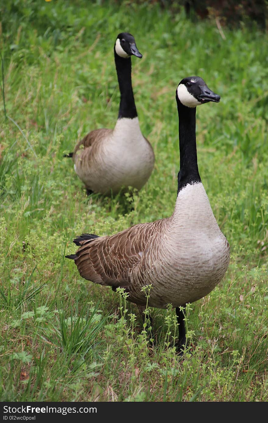 Bird, Goose, Water Bird, Fauna