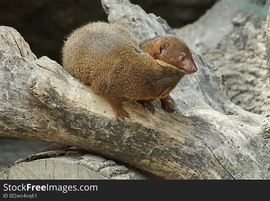 Mammal, Fauna, Terrestrial Animal, Mongoose