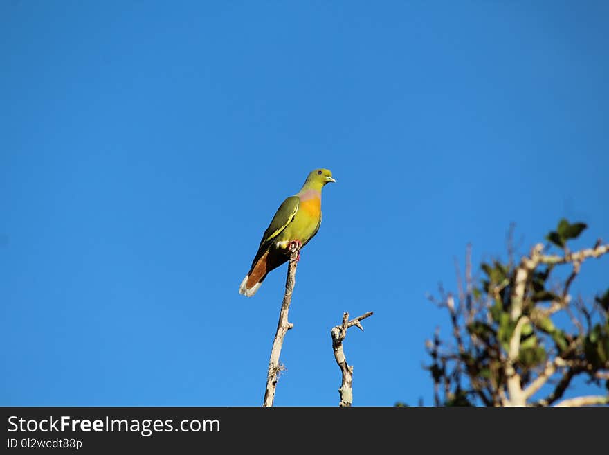 Bird, Beak, Sky, Fauna