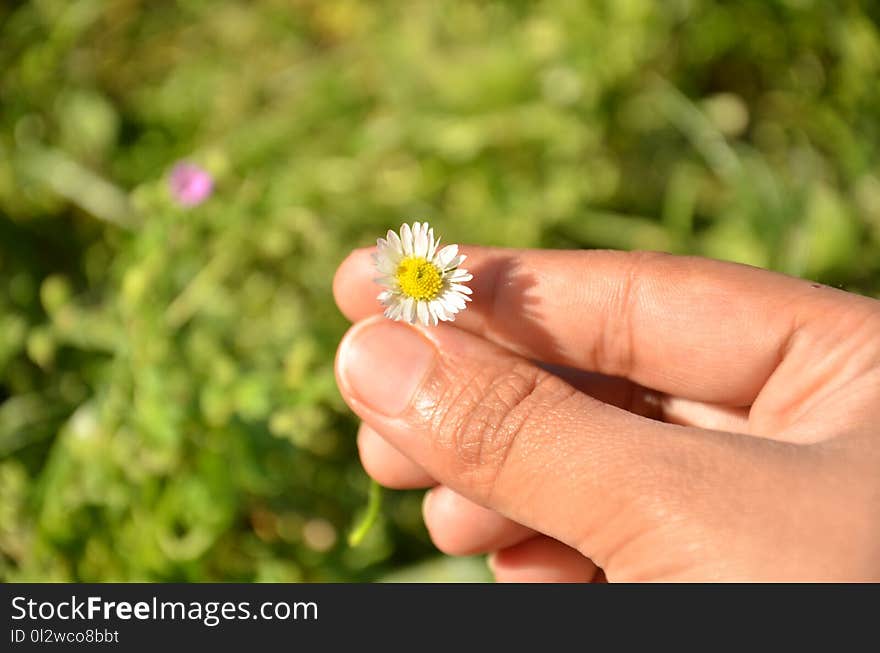 Flower, Flora, Hand, Finger