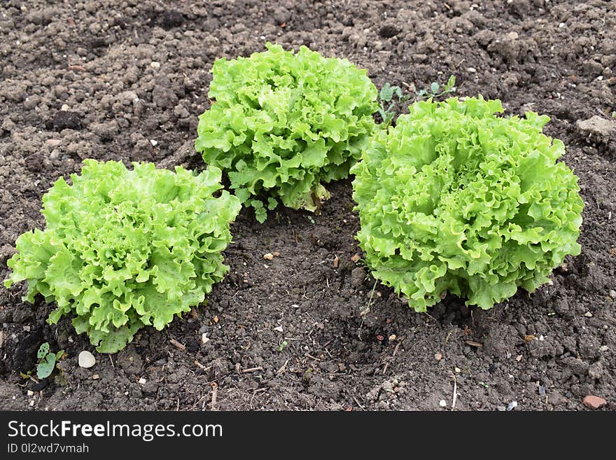 Leaf Vegetable, Lettuce, Soil, Produce