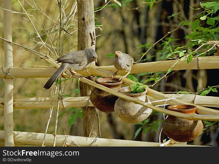 Bird, Fauna, Beak, Flora