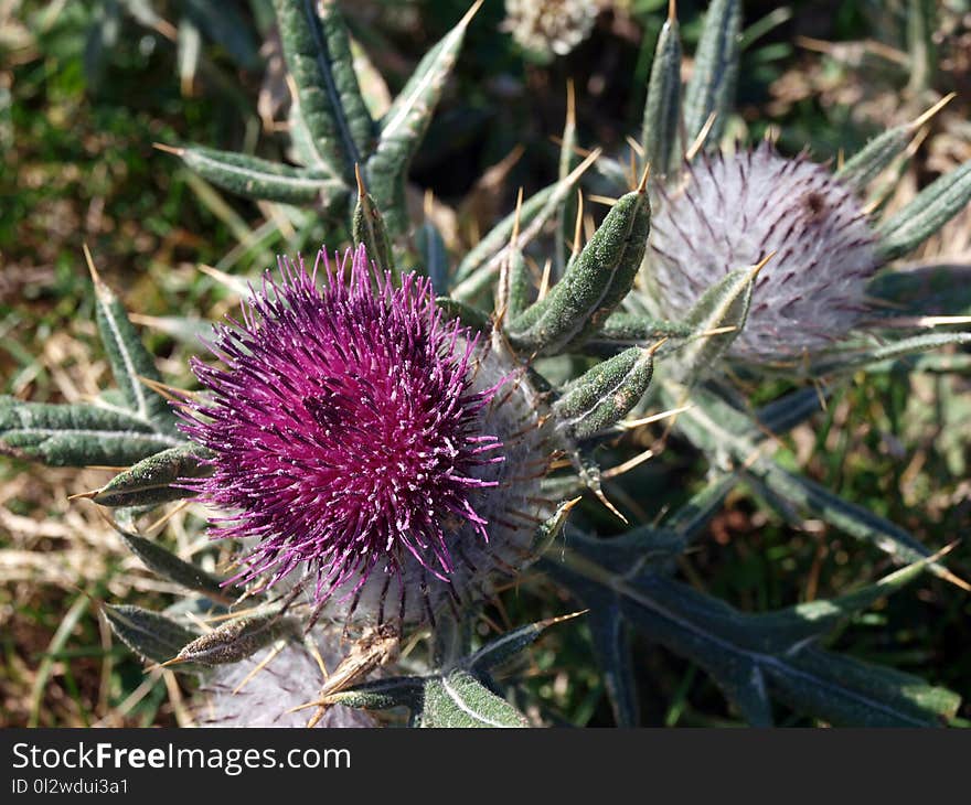 Plant, Silybum, Thistle, Artichoke Thistle