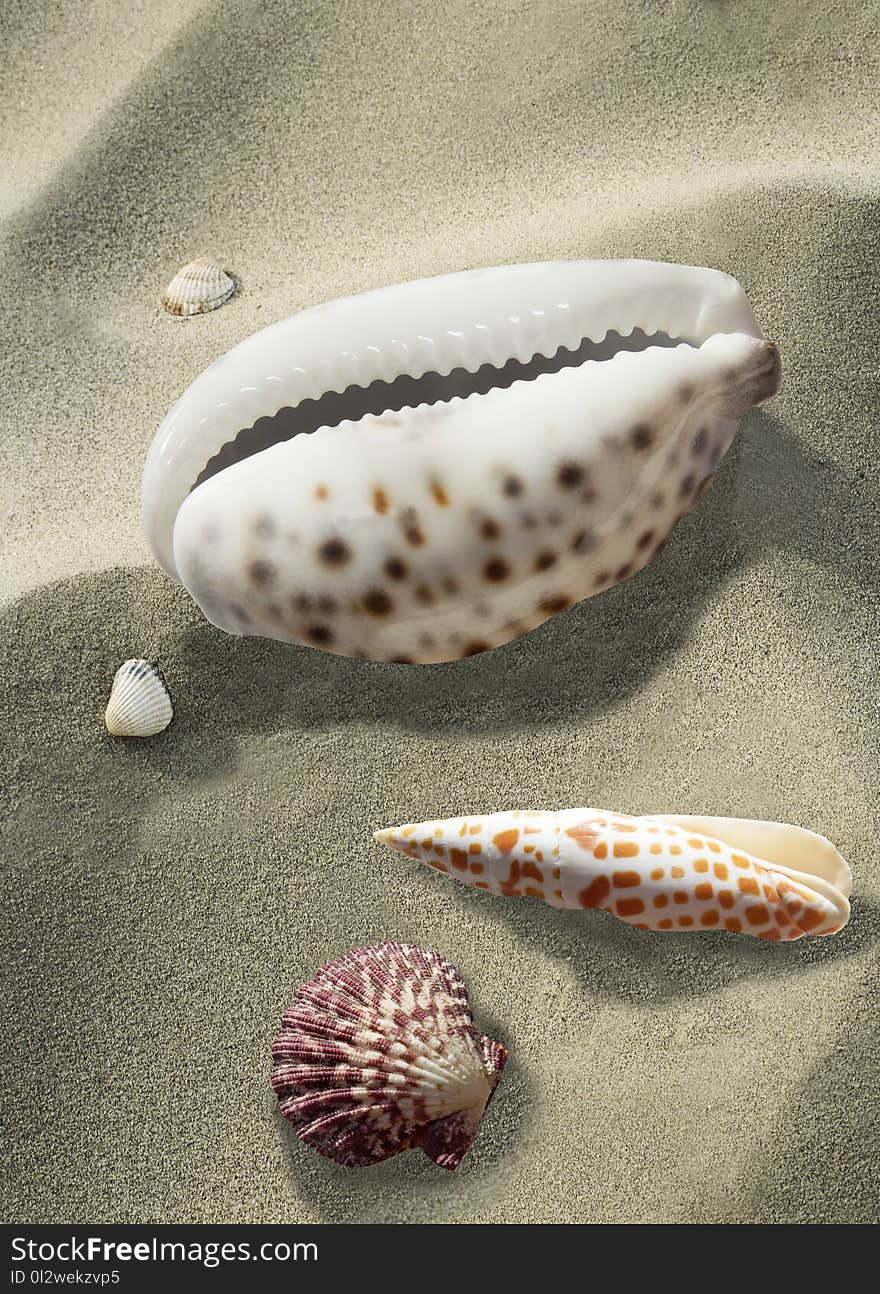 Seashell, Cockle, Conch,