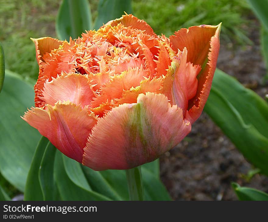 Flower, Tulip, Plant, Flowering Plant