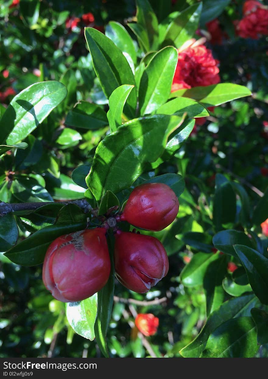 Plant, Fruit Tree, Fruit, Evergreen