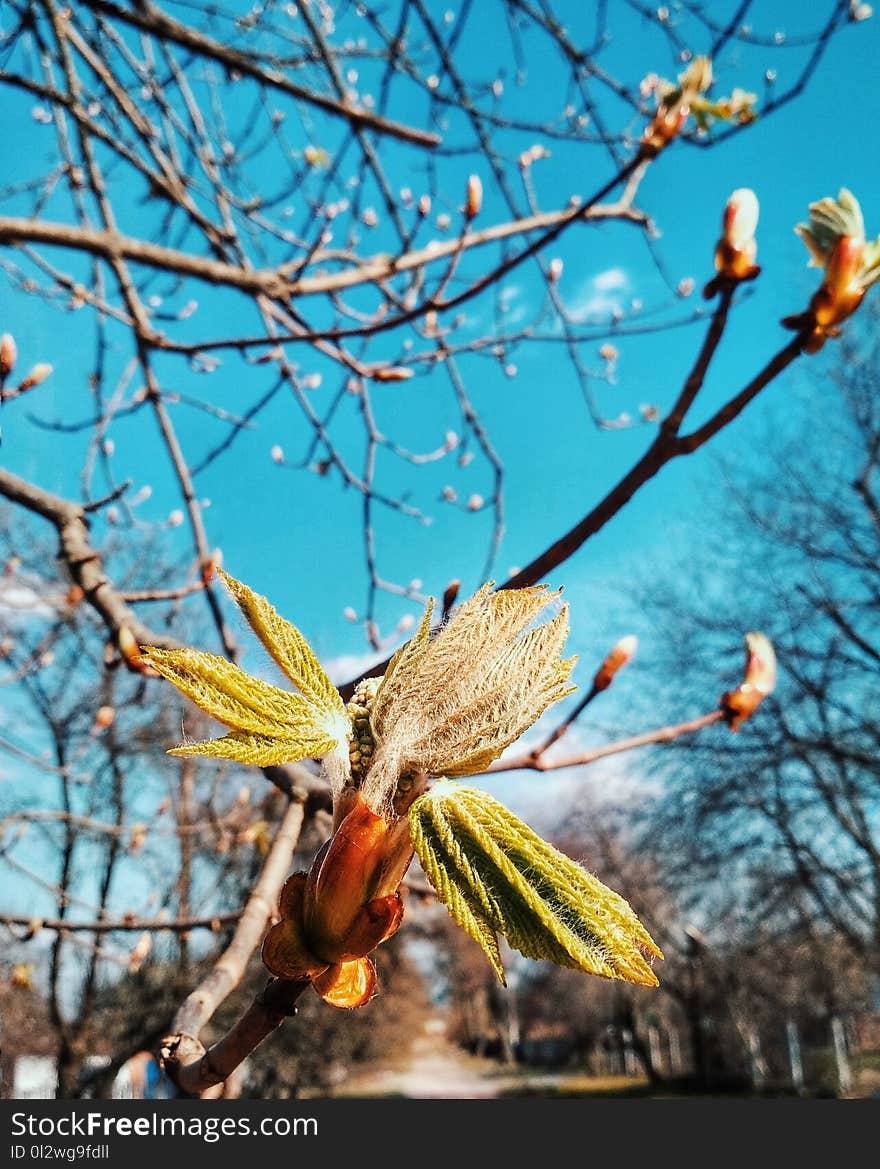 Branch, Tree, Plant, Spring