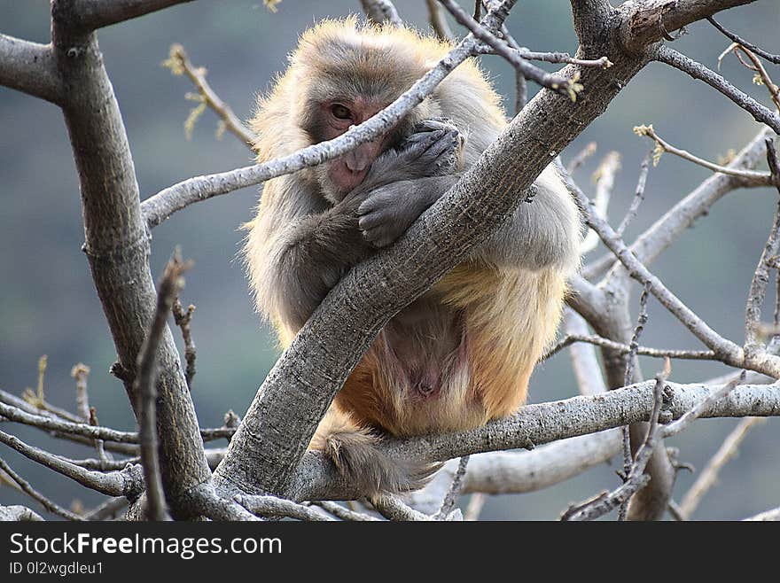 Mammal, Fauna, Macaque, Tree