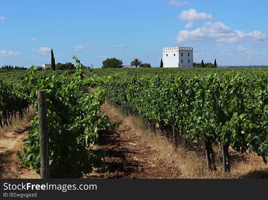 Agriculture, Vineyard, Field, Crop