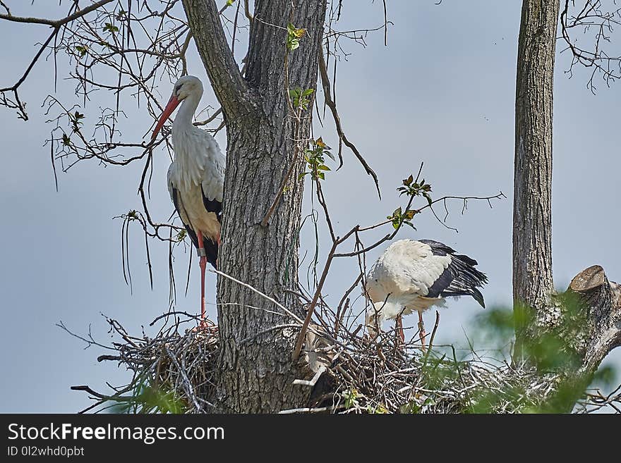 Bird, Fauna, Ecosystem, Tree