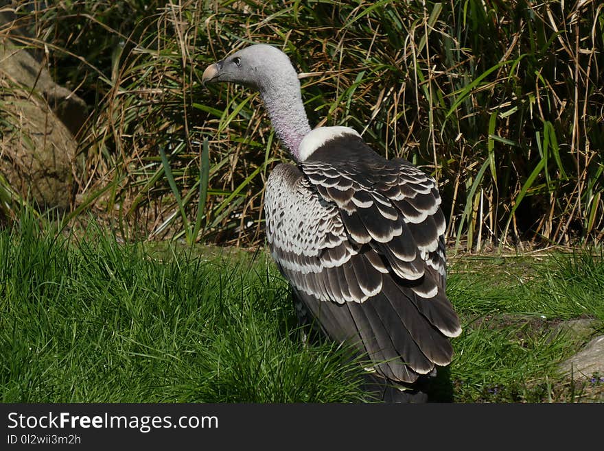 Bird, Fauna, Beak, Grass