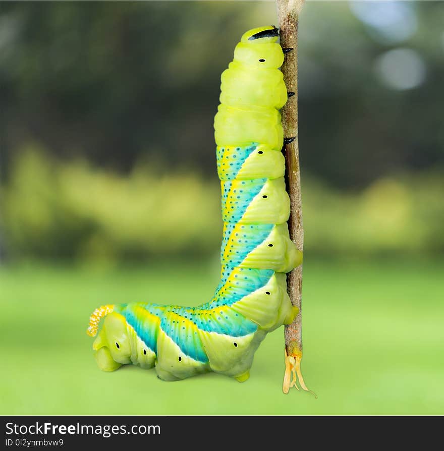 Caterpillar larva green moving up insect animal close to