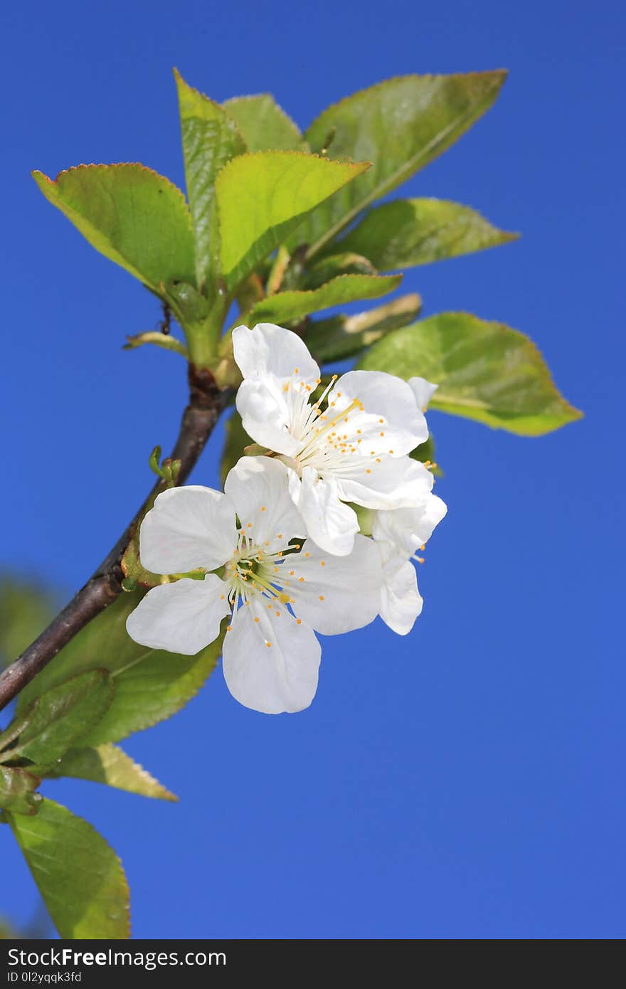 Spring cherry tree twig