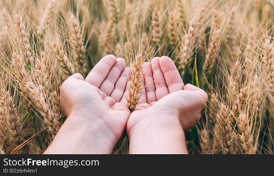 Woman`s hand holding wheat