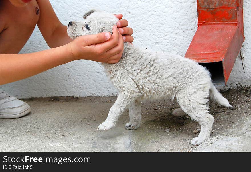 Boy Loving Stray Puppy