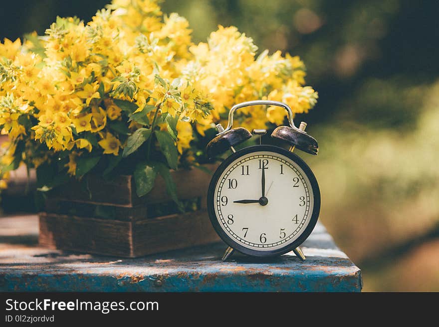 Retro 9 o`clock. Flowers in old wooden box. Day Light Garden Background with space for text.