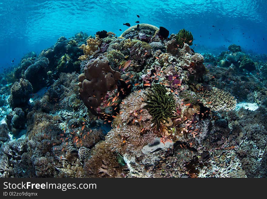 A beautiful and healthy coral reef thrives near the island of Alor, Indonesia. This remote region, within the Coral Triangle, is home to an extraordinary array of marine biodiversity. A beautiful and healthy coral reef thrives near the island of Alor, Indonesia. This remote region, within the Coral Triangle, is home to an extraordinary array of marine biodiversity.