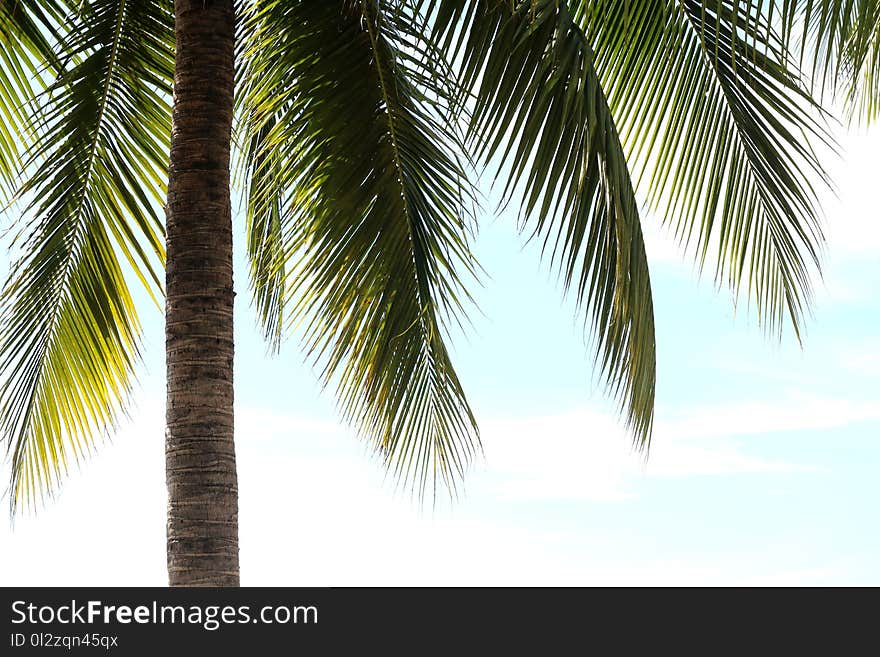 Coconut tree on sky background