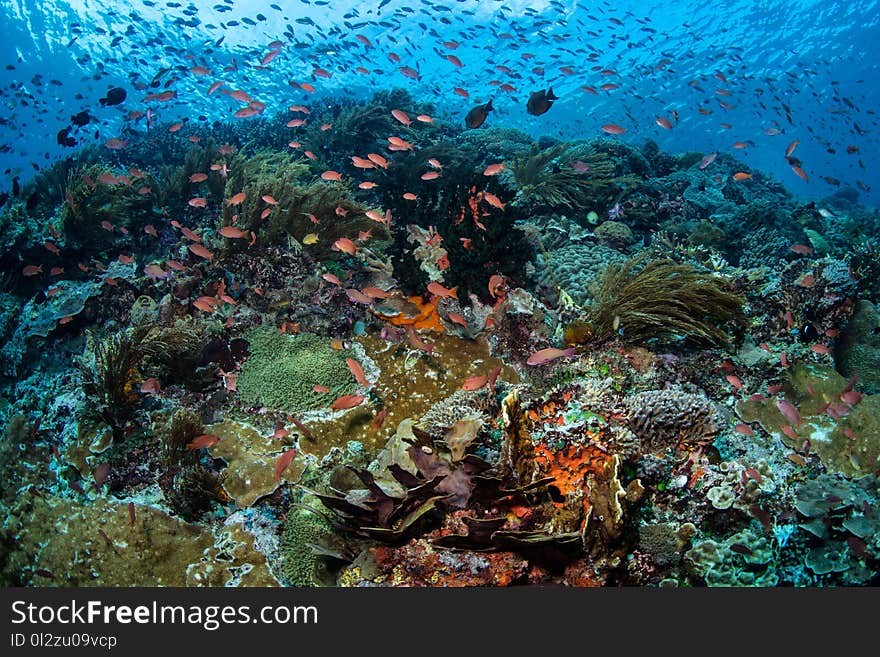 A beautiful and healthy coral reef thrives near the island of Alor, Indonesia. This remote region, within the Coral Triangle, is home to an extraordinary array of marine biodiversity. A beautiful and healthy coral reef thrives near the island of Alor, Indonesia. This remote region, within the Coral Triangle, is home to an extraordinary array of marine biodiversity.