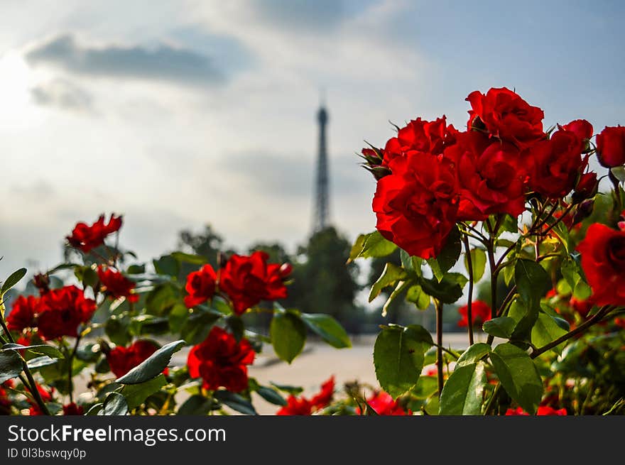 Red Flowers Photography