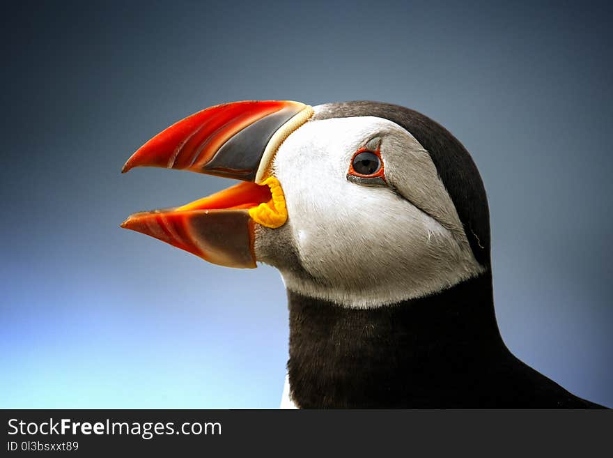 Black Atlantic Puffin