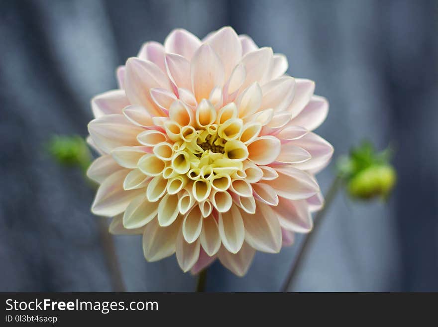 Shallow Focus Photography of Pink Flower