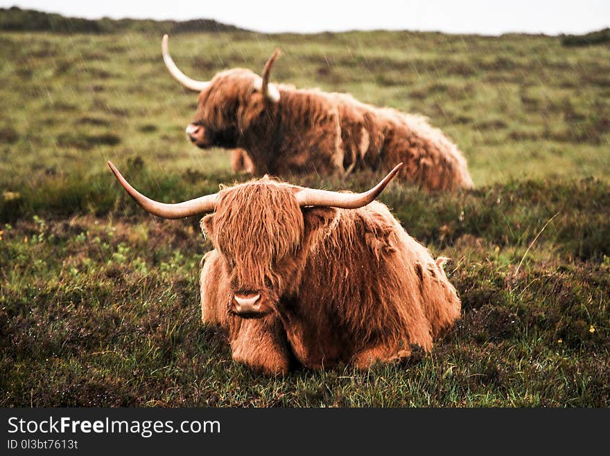 Two Brown Cattles on Green Grass Field