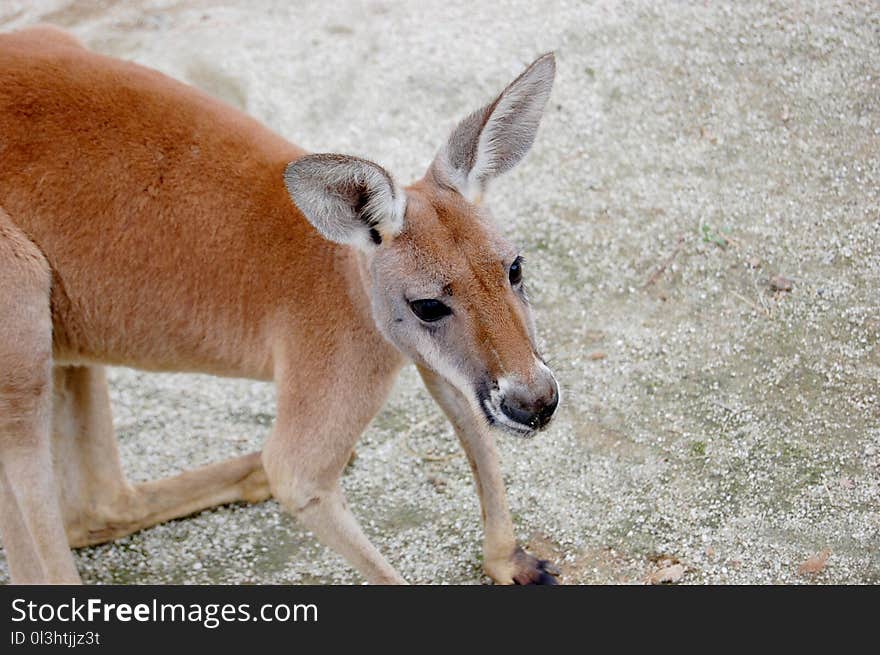 Macropodidae, Kangaroo, Fauna, Wildlife