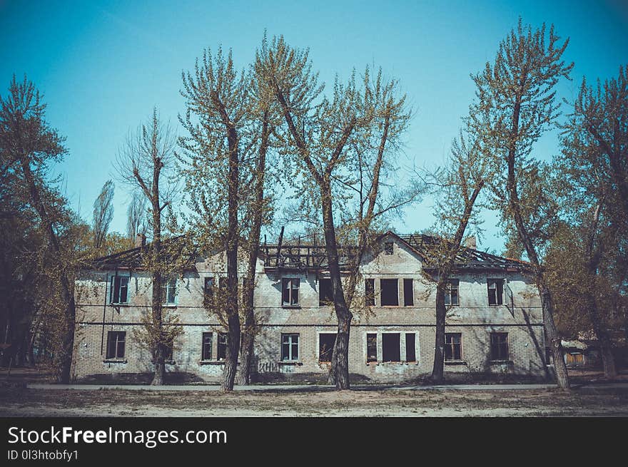 Home, House, Tree, Winter