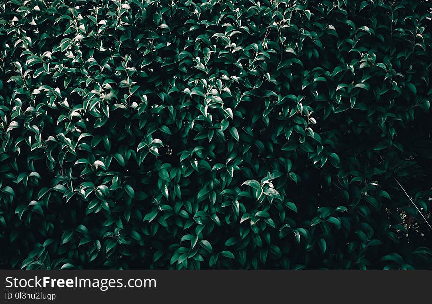 Green, Grass, Pattern, Tree