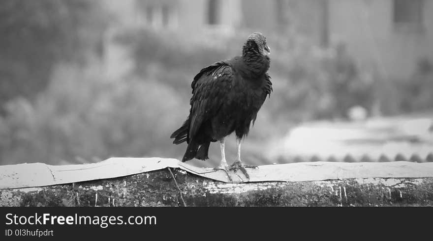 Black, Black And White, Beak, Monochrome Photography