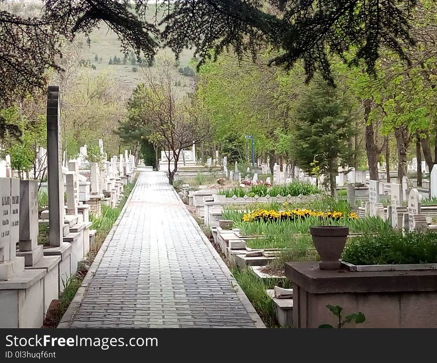 Tree, Cemetery, Flower, Walkway