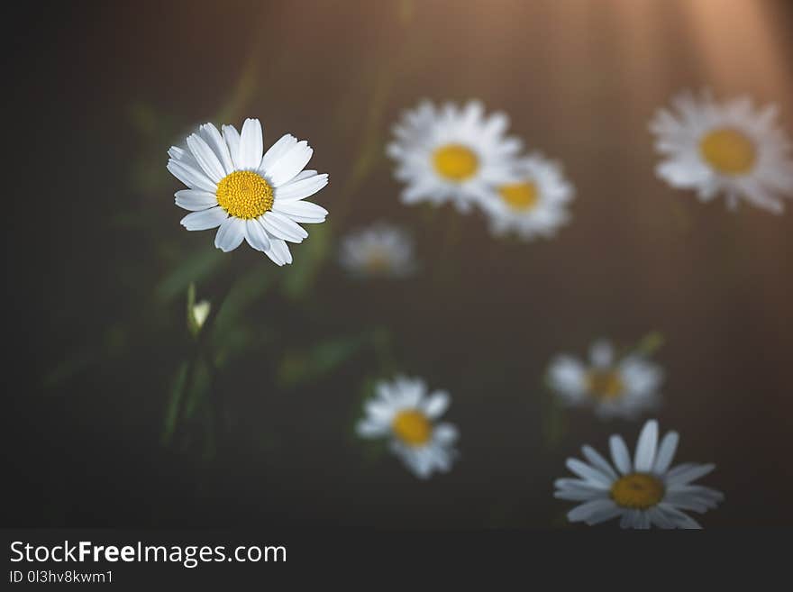 Flower, Yellow, Oxeye Daisy, Chamaemelum Nobile