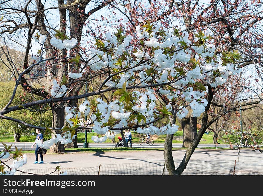 Flower, Plant, Tree, Spring