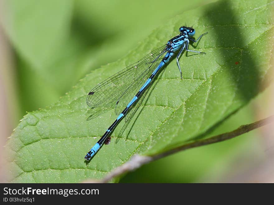 Damselfly, Insect, Dragonflies And Damseflies, Invertebrate