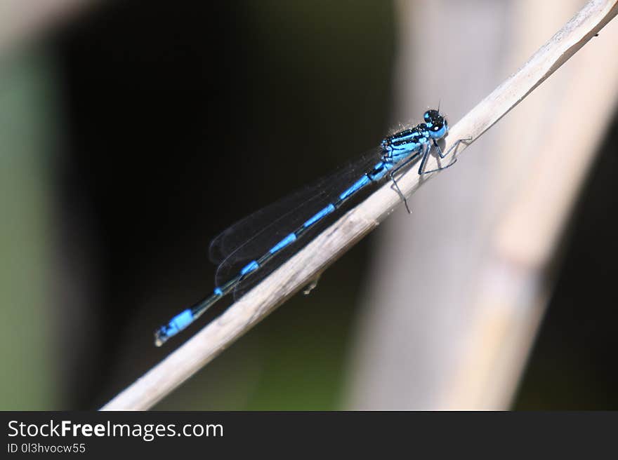 Damselfly, Insect, Invertebrate, Macro Photography