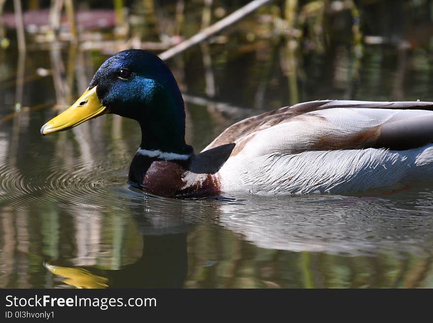 Duck, Bird, Mallard, Water Bird