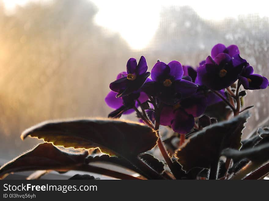 Violet, Purple, Plant, Flower