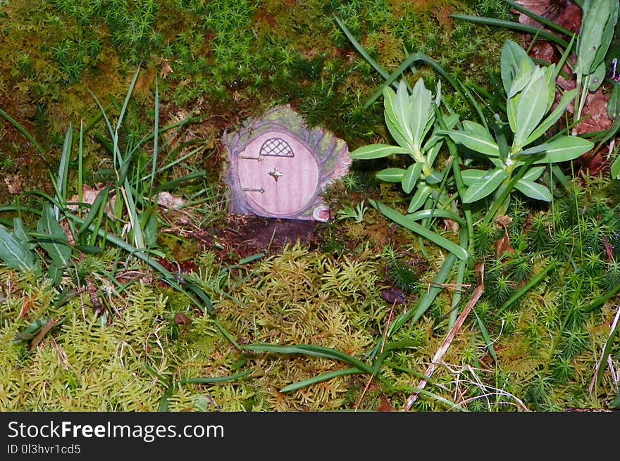 Plant, Flora, Grass, Leaf