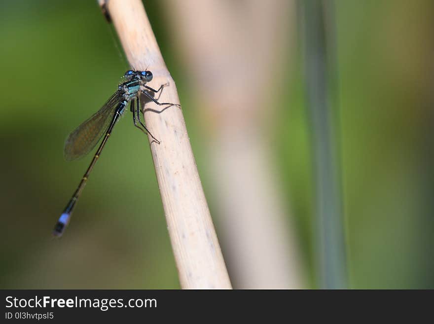 Insect, Damselfly, Dragonfly, Invertebrate