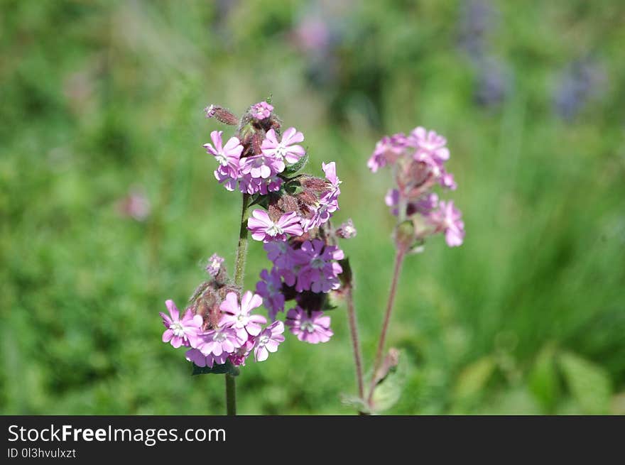 Flower, Plant, Flora, Flowering Plant