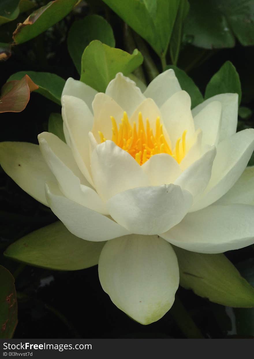 Flower, White, Yellow, Plant