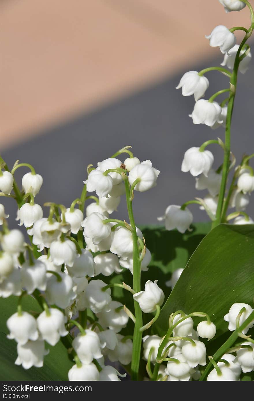 Flower, Plant, Blossom, Spring