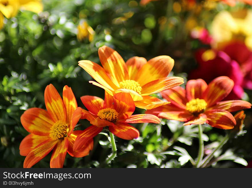 Flower, Plant, Flora, Flowering Plant