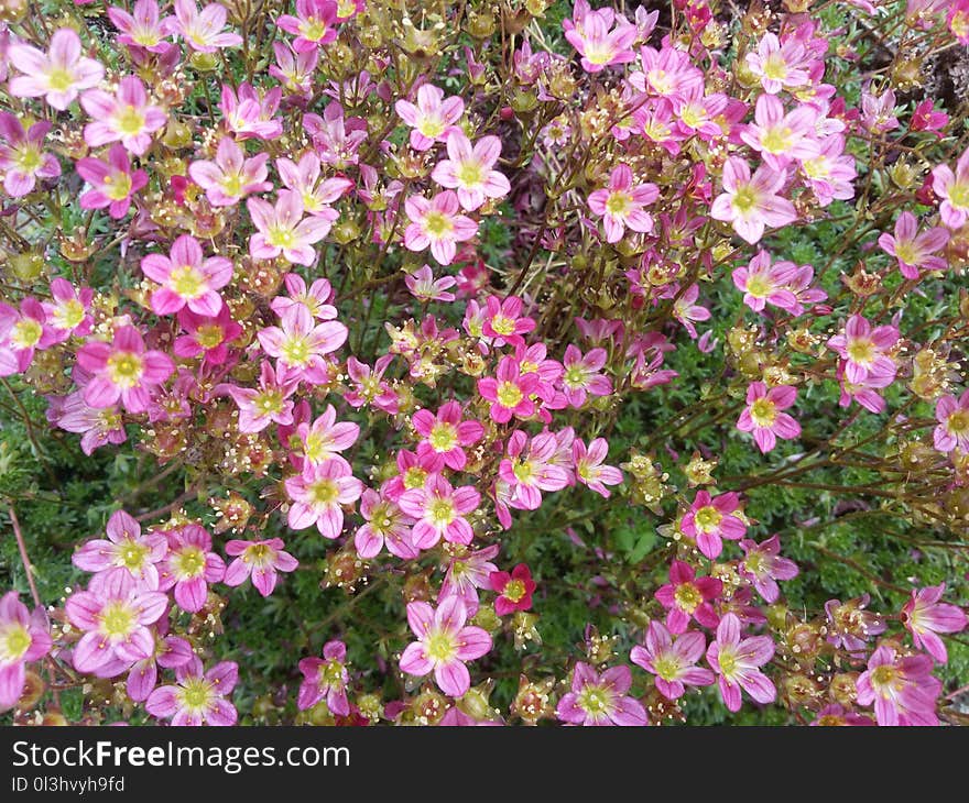 Flower, Plant, Flora, Flowering Plant