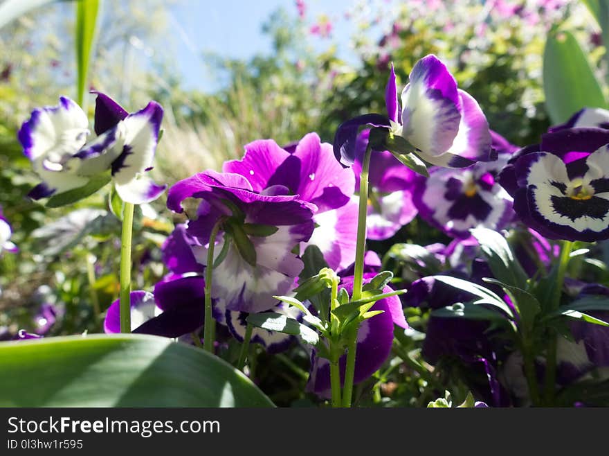 Flower, Plant, Purple, Flora