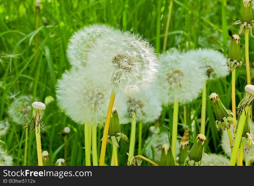 Flower, Dandelion, Flora, Grass